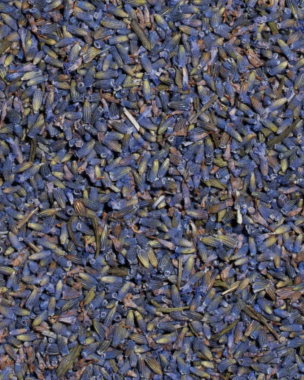 Lavander